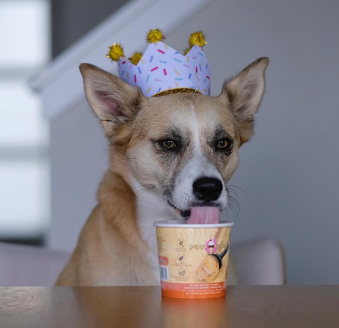 Puppy Cake Scoops Ice Cream Mix Peanut Butter Pint Large 4.65oz