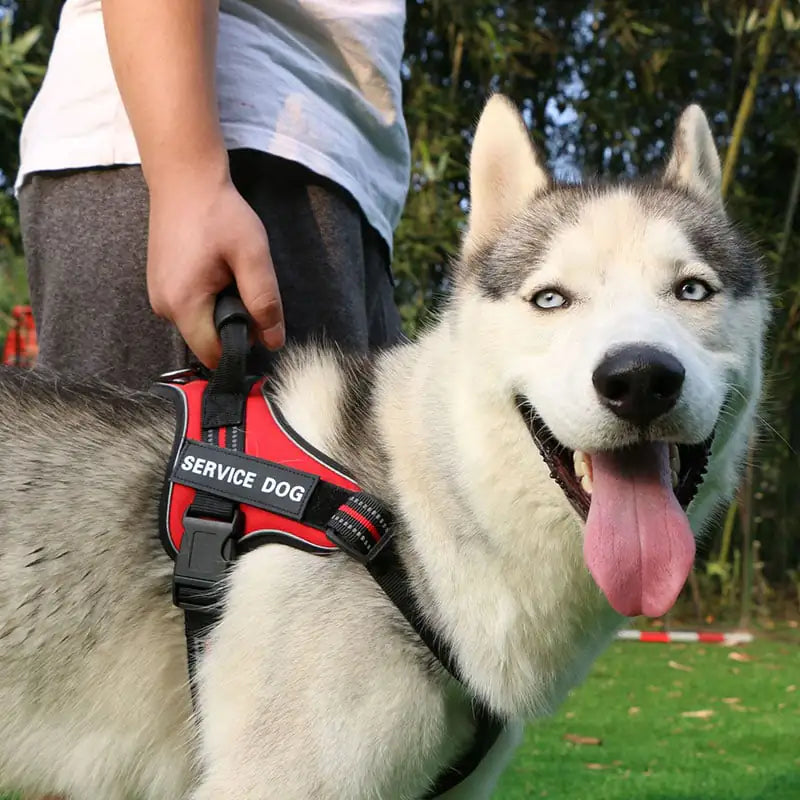Dog Leash with Chest Strap Vest