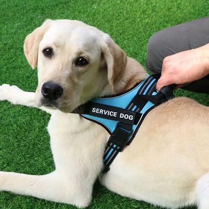 Dog Leash with Chest Strap Vest